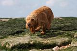 BASSET FAUVE DE BRETAGNE 014